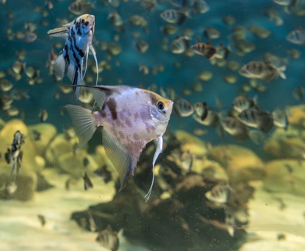 Freshwater angelfish in an aquarium, used as eye and head context.
