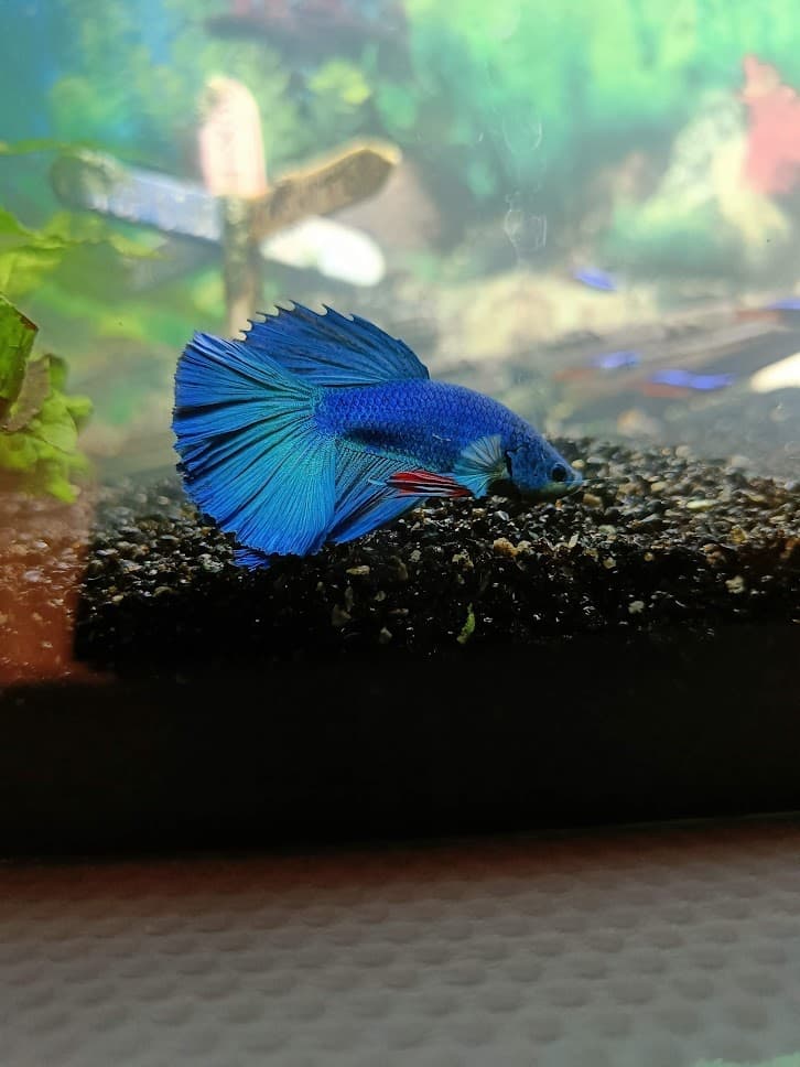 Betta fish portrait, used as betta body-shape context.
