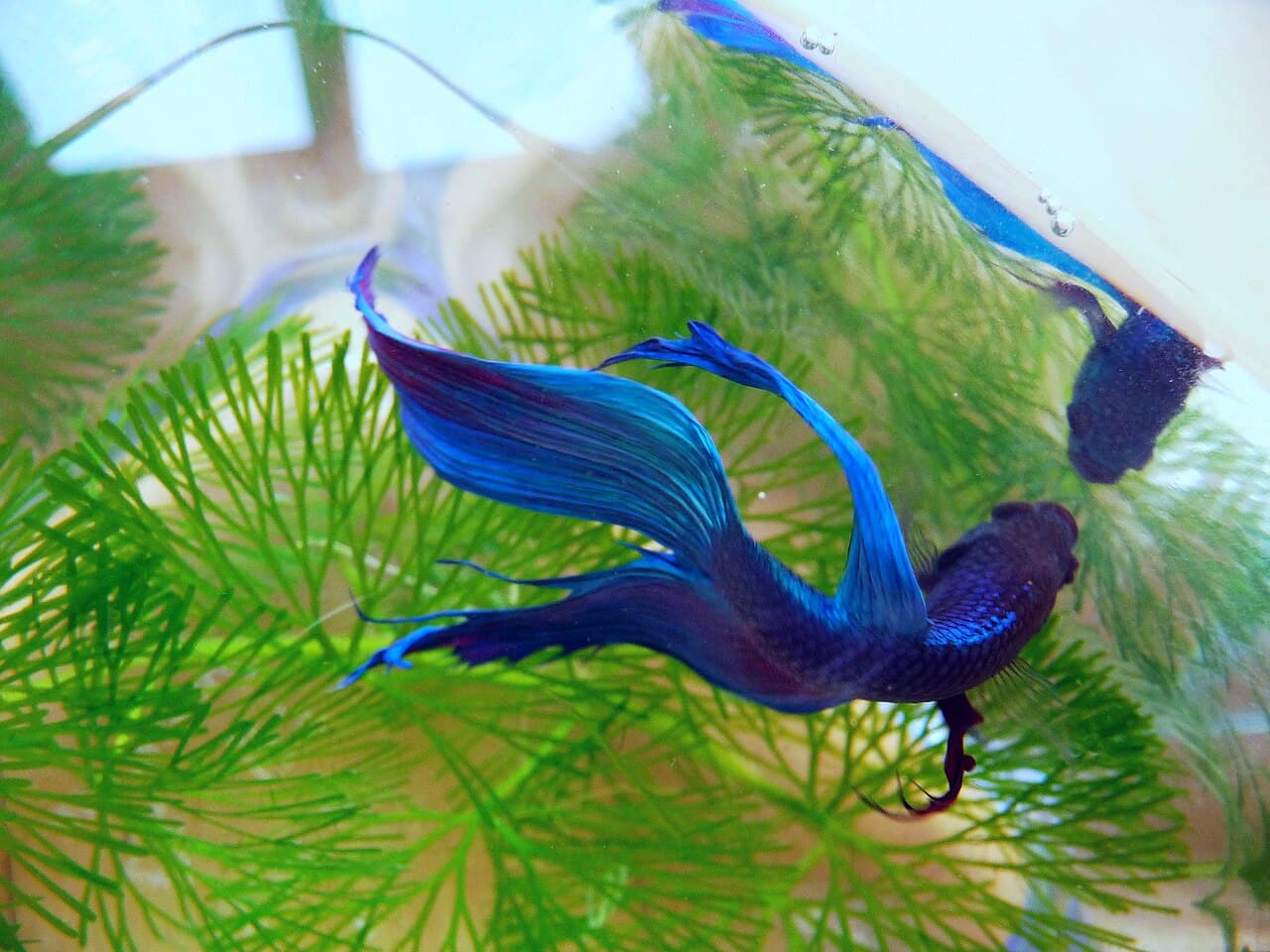 Betta fish photographed from above, used as fin-shape context.