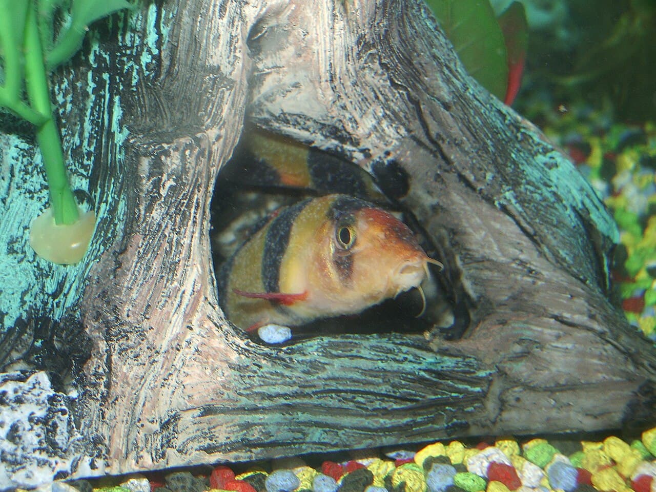 Clown loaches with white spot parasite signs.