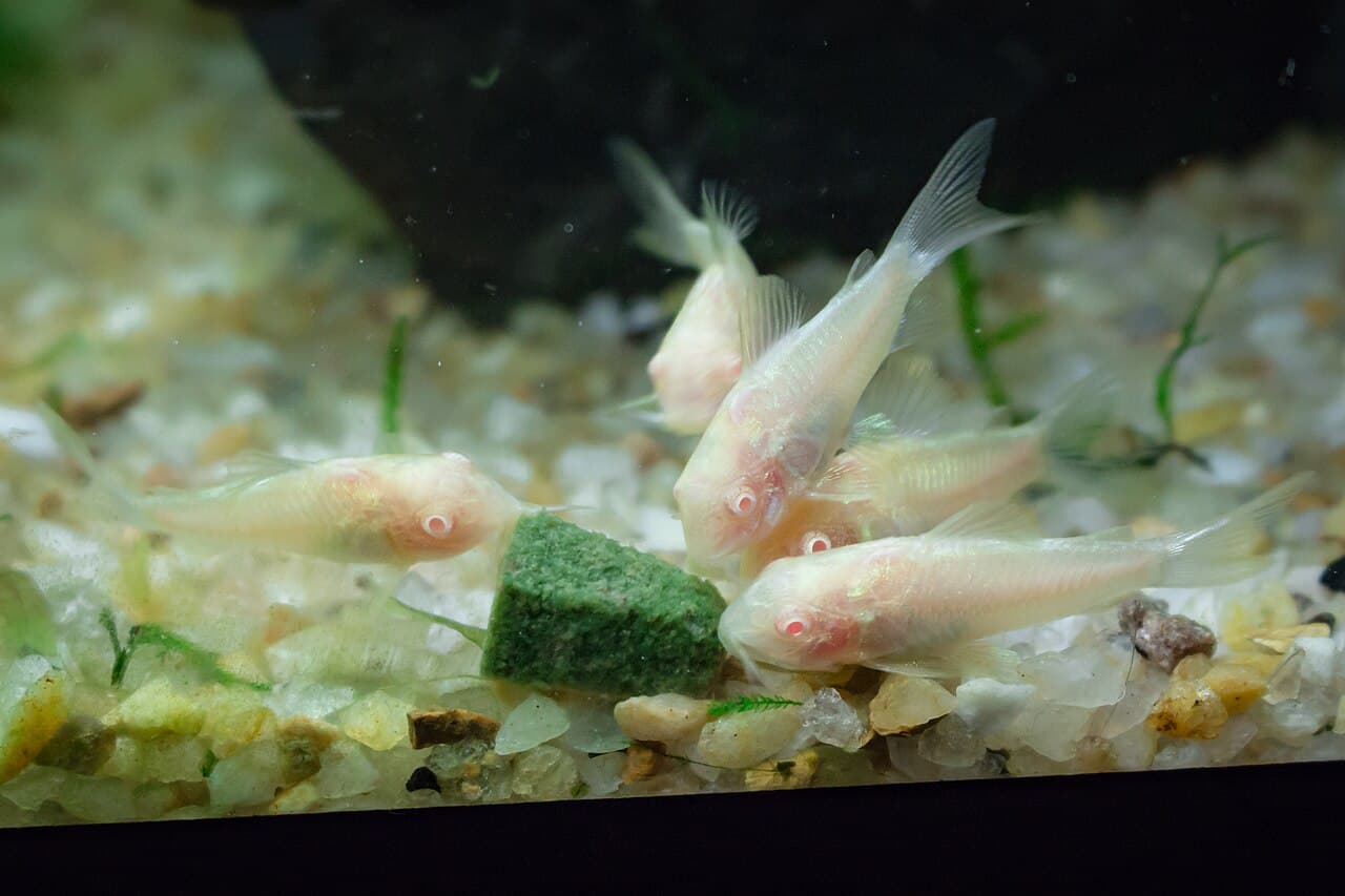Corydoras catfish in an aquarium, used as gill-area context.