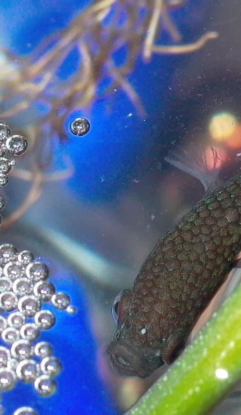 Aquarium fish with a white spot on the forehead, used for rubbing and irritation context.