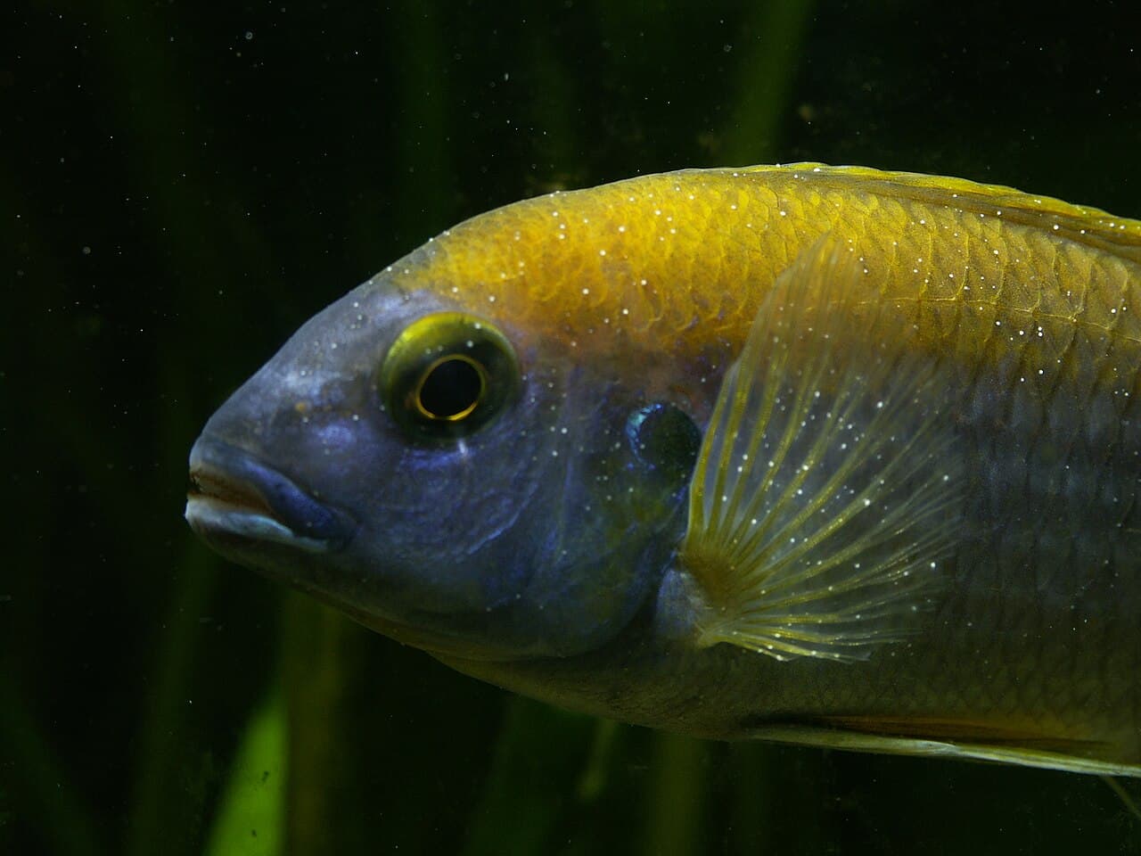 Aquarium fish with visible white spot disease signs.