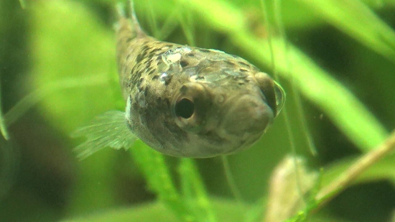 Betta fish with infected wounds, used as red-mark and lesion context.