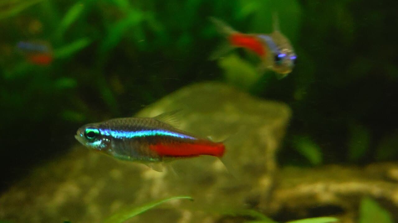 Neon tetra in an aquarium, used as general behavior context.