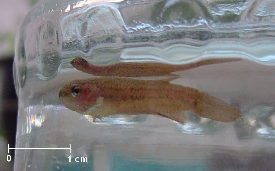 Aquarium fish with visible surface changes, used for growth comparison.