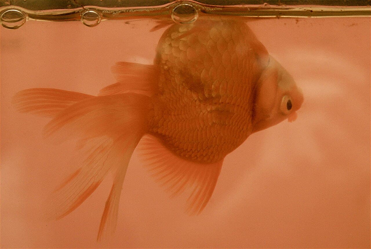 Goldfish floating sideways with swim bladder disease signs.