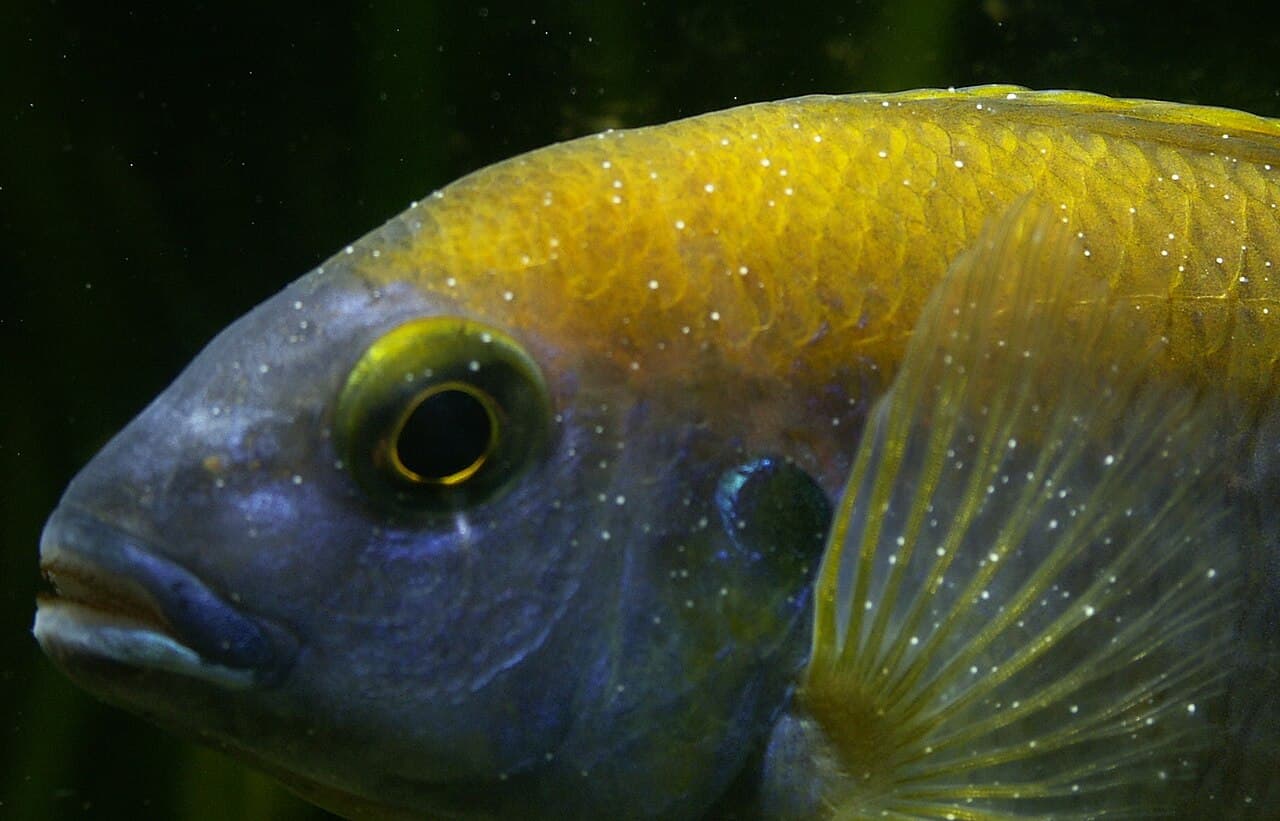 Close view of white spots on an aquarium fish.