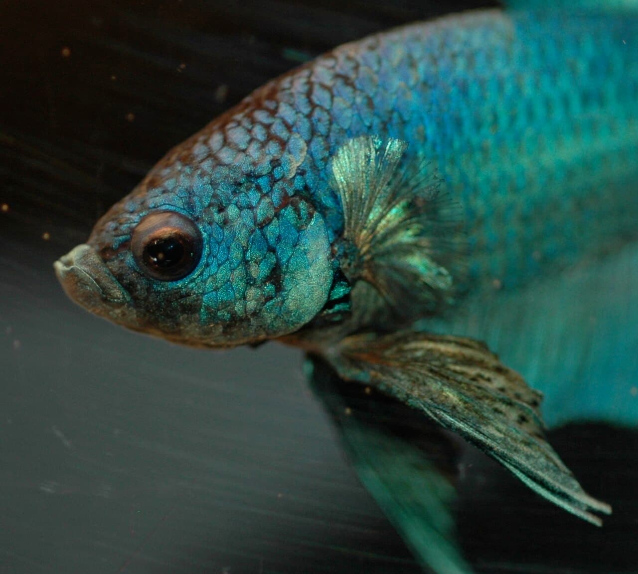 Betta fish portrait, used as mouth and face context.