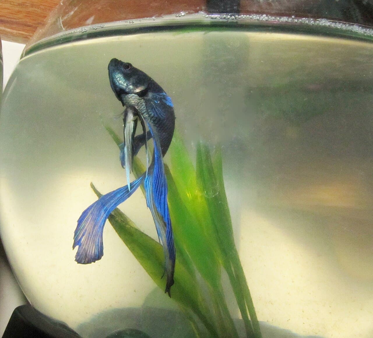 Male betta fish in an aquarium, used as fin posture context.