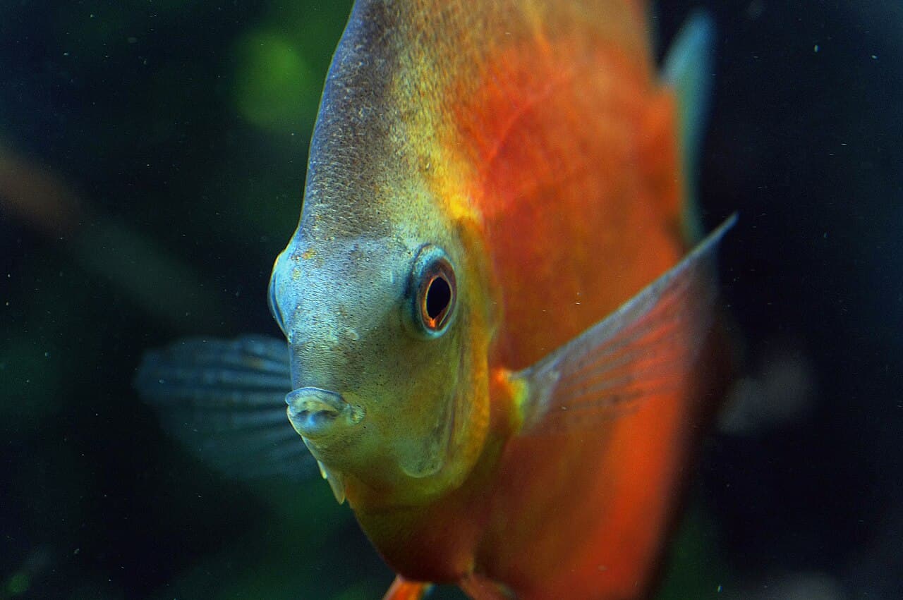 Discus fish in an aquarium, used as eye and head context.