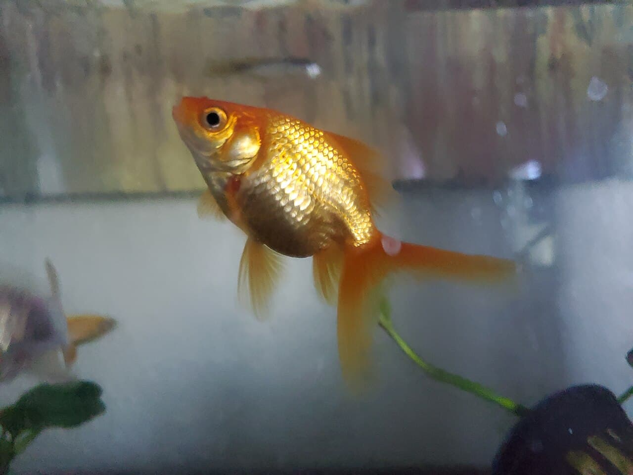 Fantail goldfish in a home aquarium, used as external parasite context.
