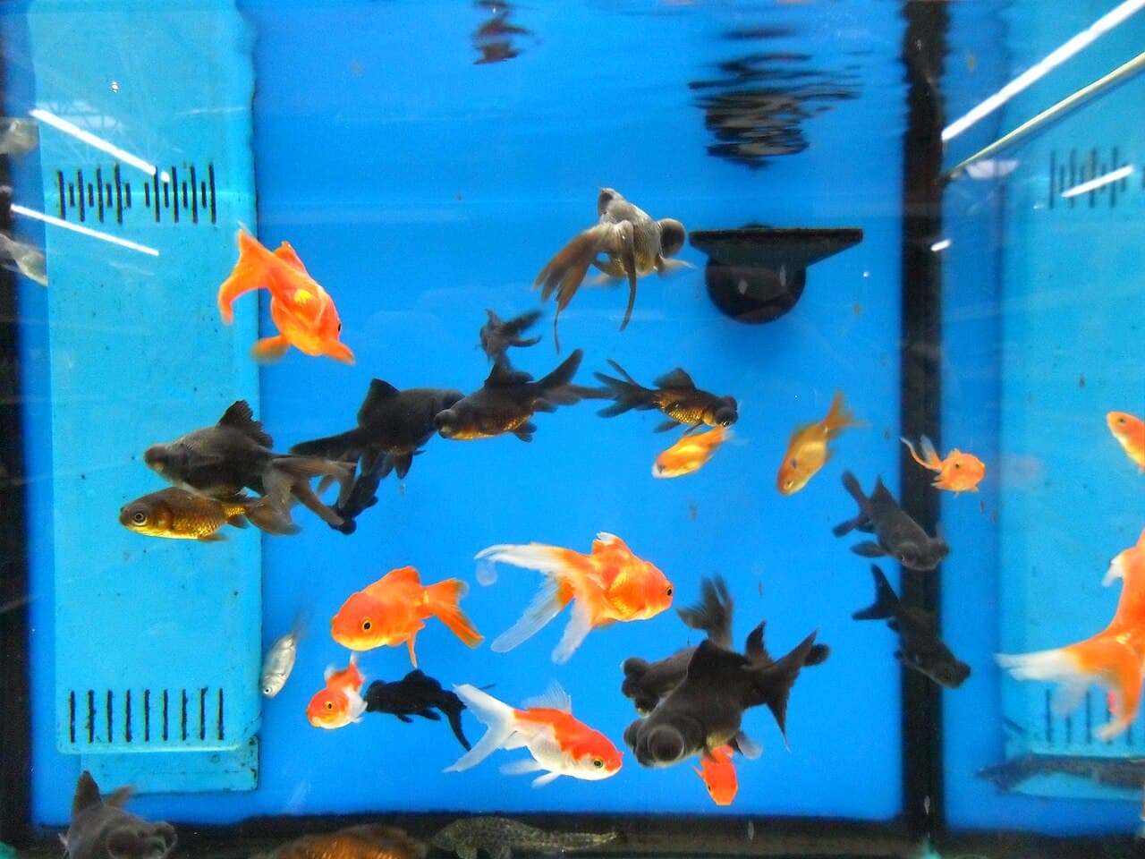 Goldfish in an aquarium, used as water-quality emergency context.