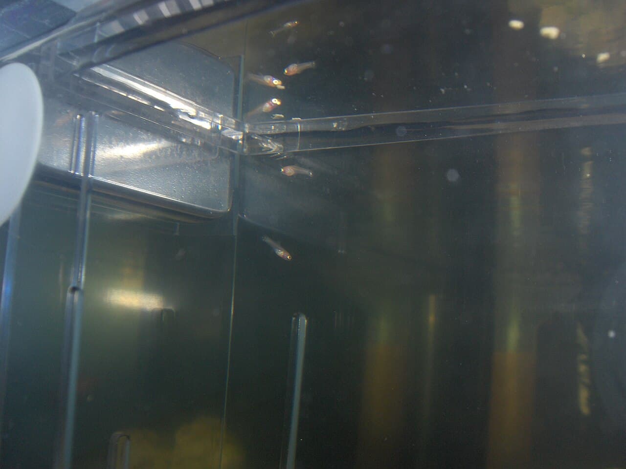 Guppies in an aquarium, used as feeding and behavior context.