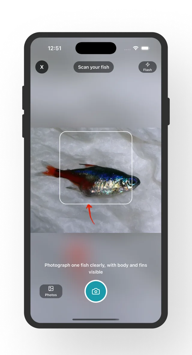 Fish Disease Identifier scan screen