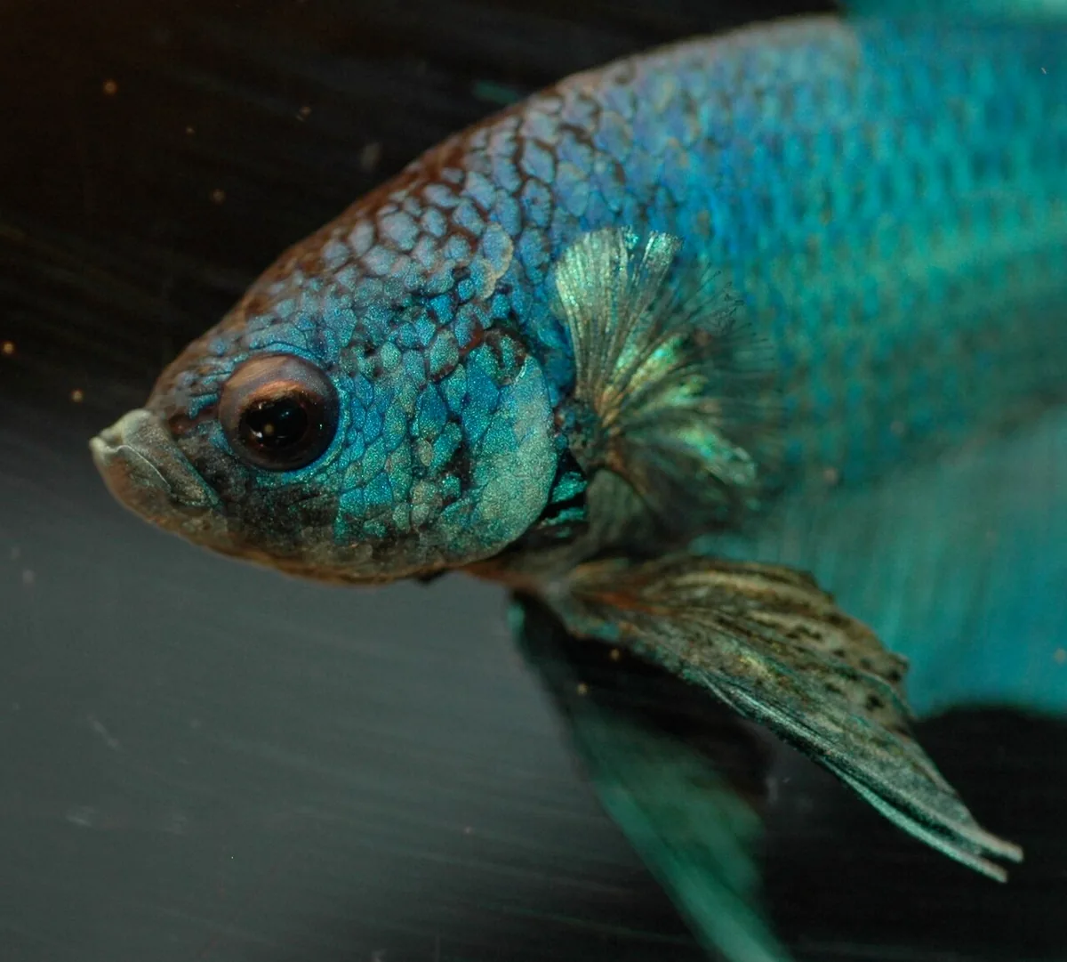 Betta fish portrait, used as mouth and face context.
