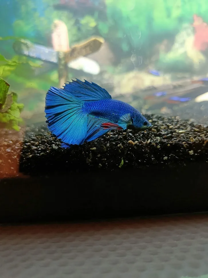 Betta fish portrait, used as betta body-shape context.