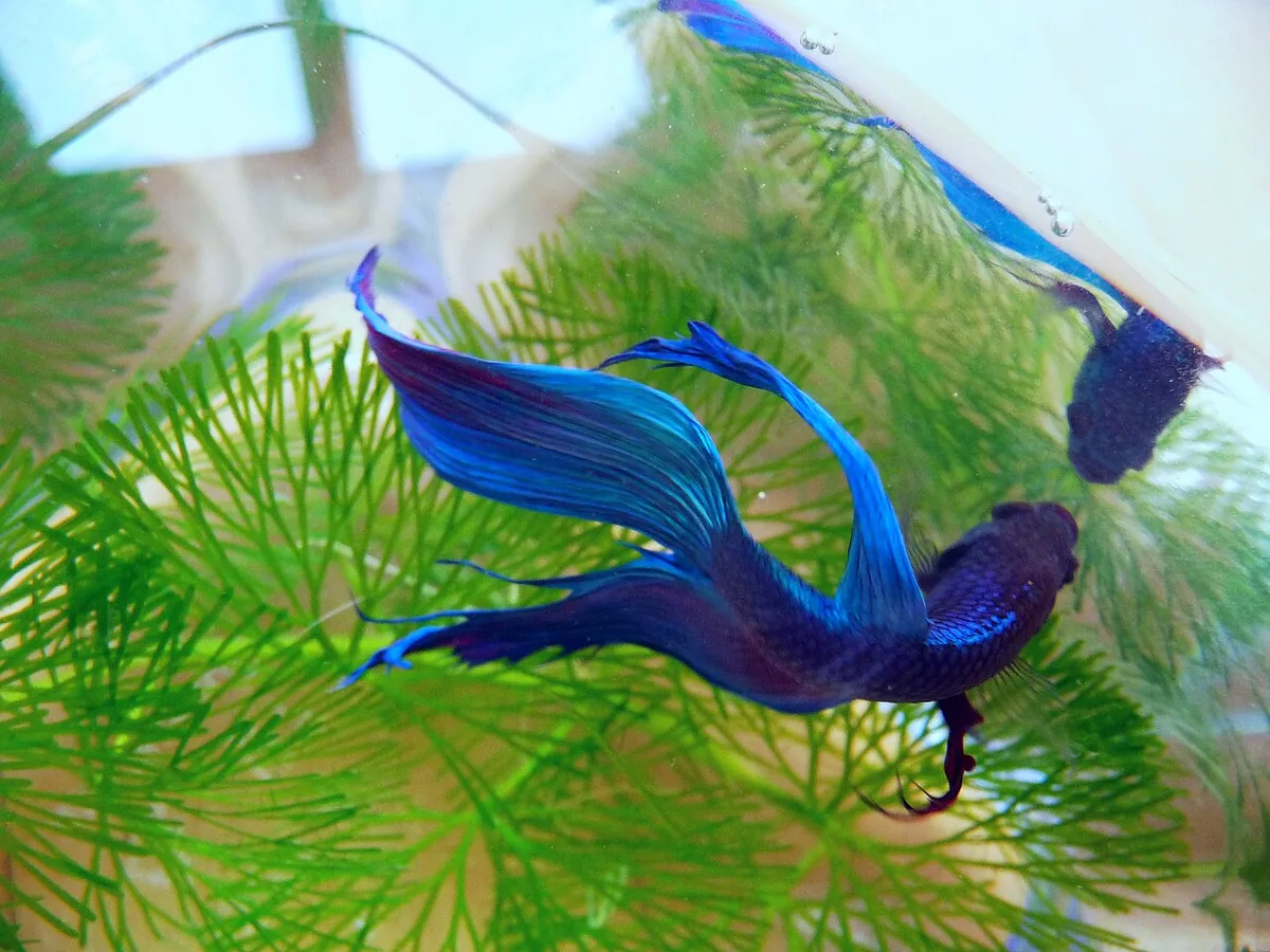 Betta fish photographed from above, used as fin-shape context.
