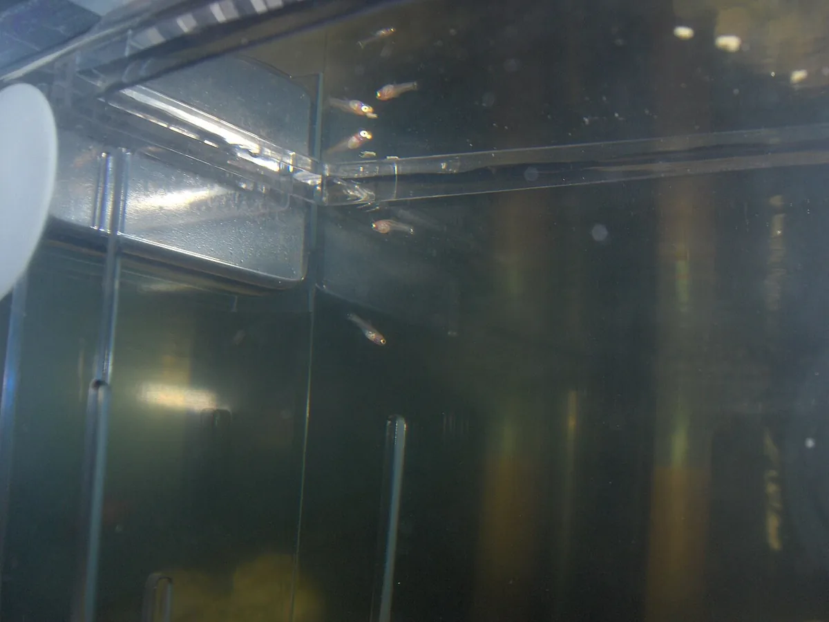 Guppies in an aquarium, used as feeding and behavior context.